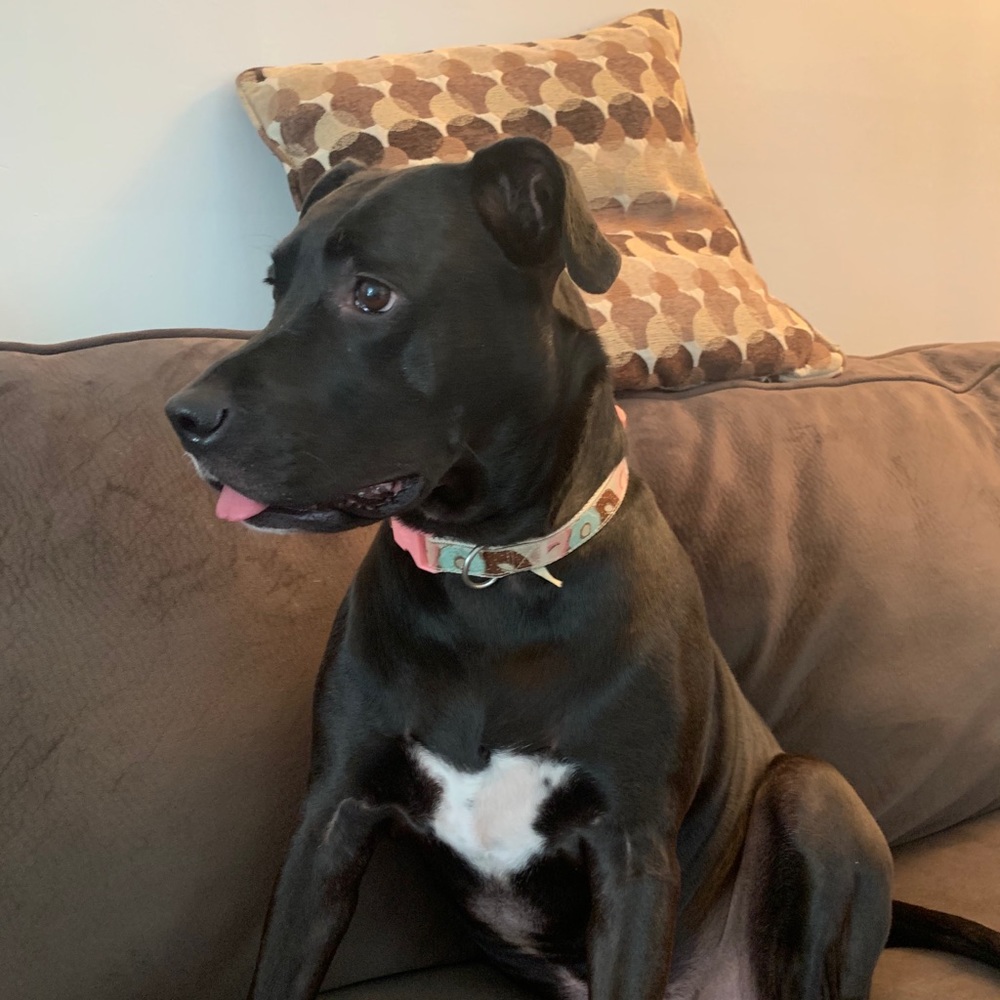 Meet your Posher, Peytinn